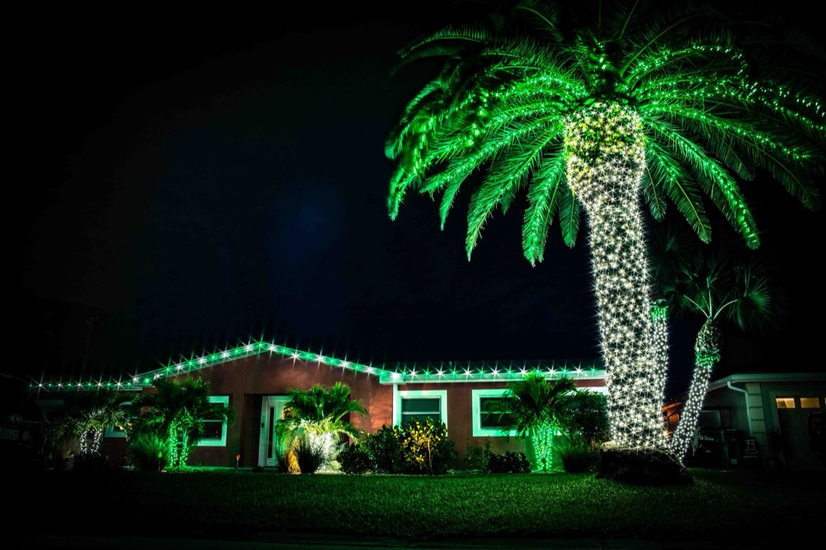 Palm tree lit in green Christmas lights as a front-yard feature