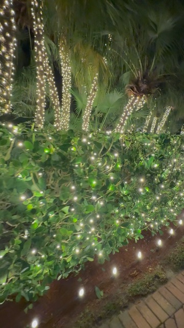 Warm white Christmas lights woven through tropical palms and landscaping